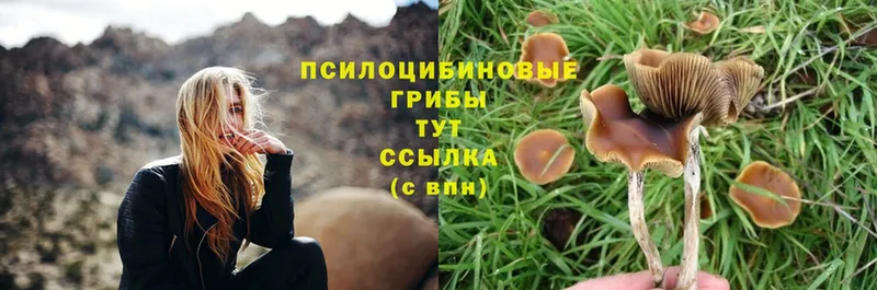 Галлюциногенные грибы Magic Shrooms  дарнет шоп  Ахтубинск 